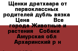 Щенки дратхаара от первоклассных  родителей(дубль вязка) › Цена ­ 22 000 - Все города Животные и растения » Собаки   . Амурская обл.,Архаринский р-н